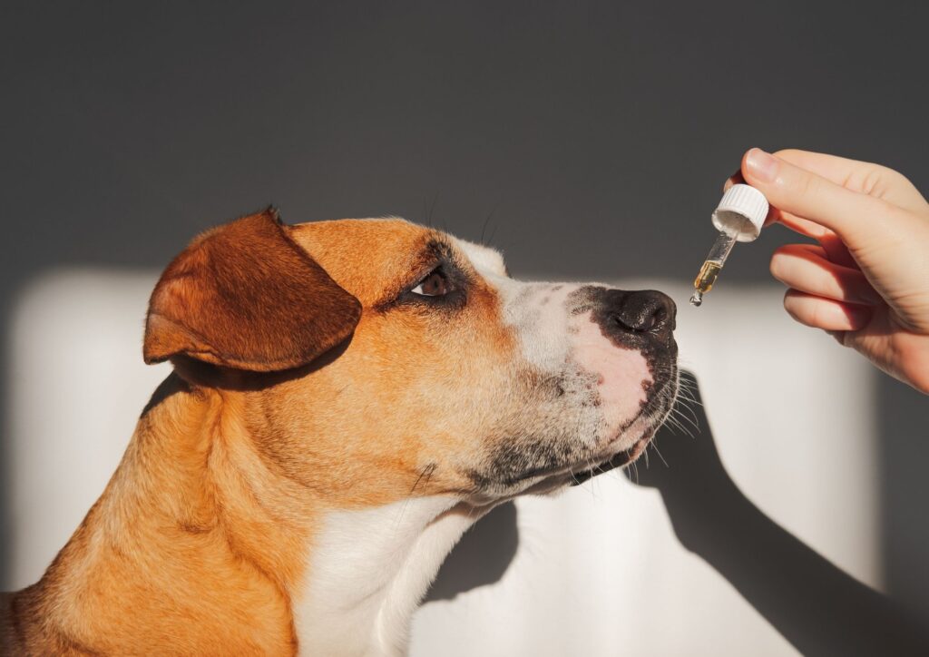 CBD para mascotas