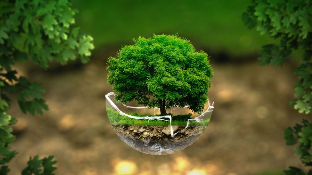 Aceite CBD y embalaje eco-friendly