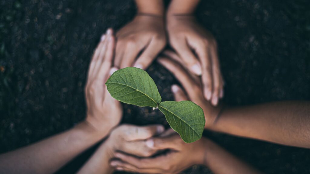 Cáñamo: planta medicinal en aceite CBD