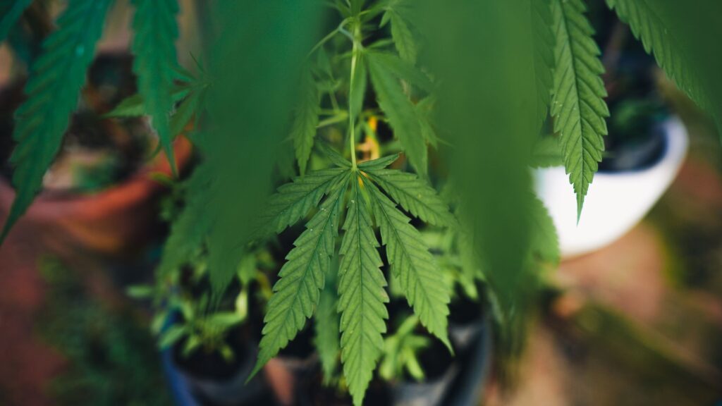 Broad Spectrum: el aceite CBD más completo