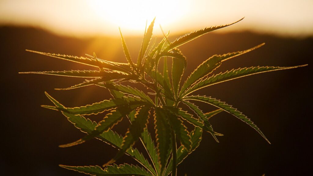 ¿Qué es la planta de cáñamo?