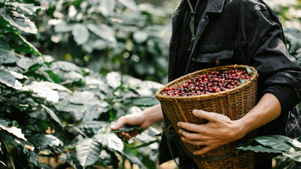 Café y CBD: ¿buena combinación?