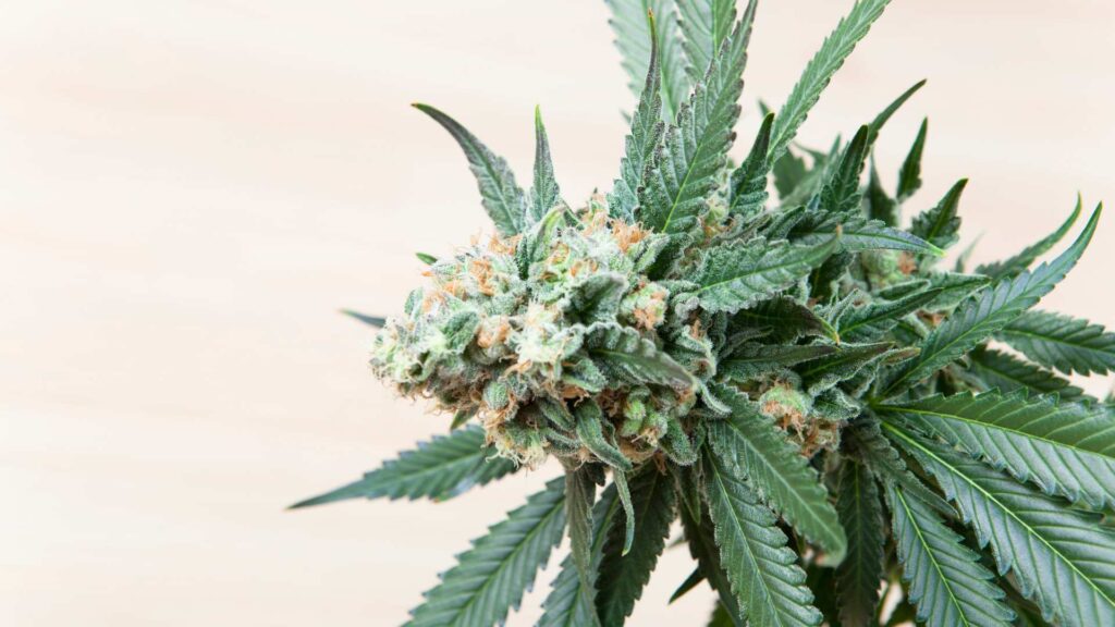 Flor CBD: Naturaleza, Beneficios y Legalidad en España