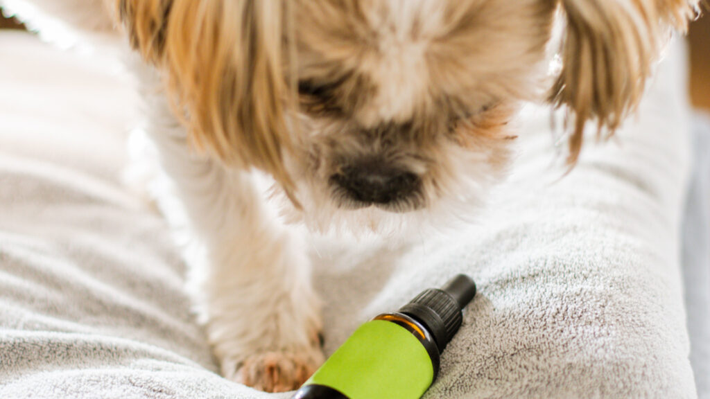 Lo que dicen los estudios CBD para perros.