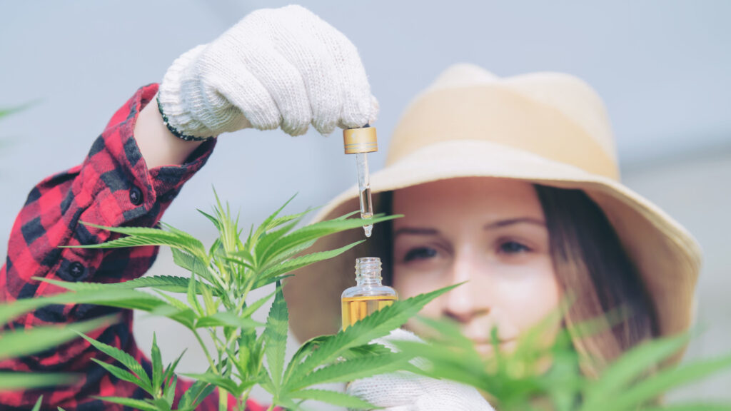 La producción de aceite CBD Ducreams.