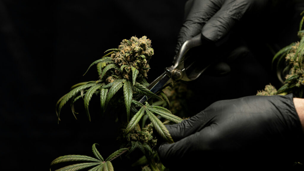 Qué es el aceite de cáñamo y sus beneficios.