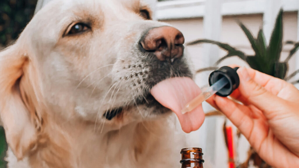 ¿Cómo puedes solicitar el CBD para mascotas de Ducreams?