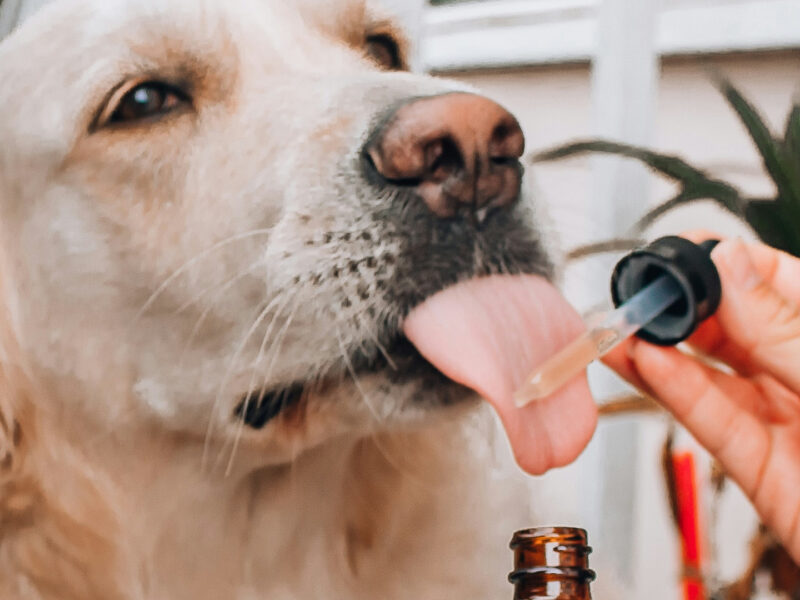 ¿Cómo puedes solicitar el CBD para mascotas de Ducreams?