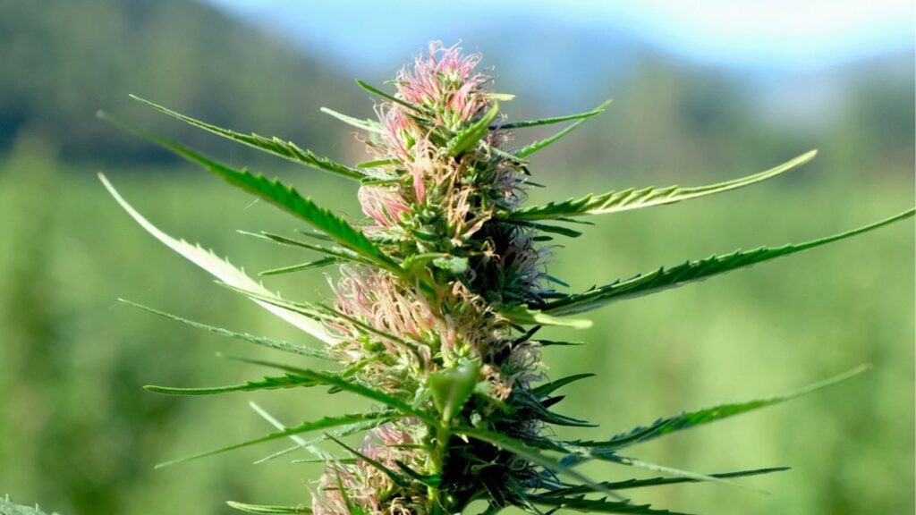 Cannabidiol España: todo lo que debes saber sobre el CBD en España